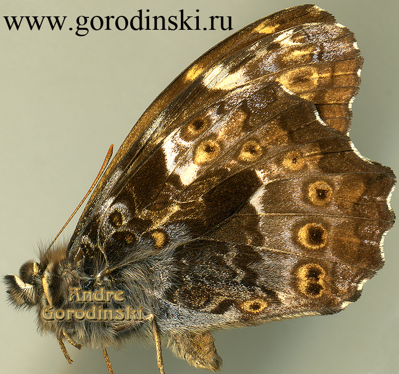 http://www.gorodinski.ru/satyridae/Neope agrestis.jpg